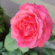 1554611743