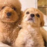 鸟蛋的