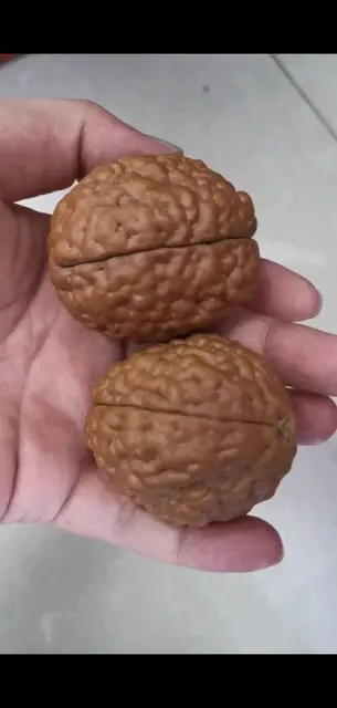 脑纹大金刚