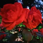 晚风八月加油丫