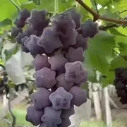 姝雅已退的用户头像