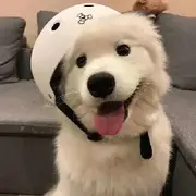 下林羊