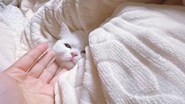 小奶猫谢谢哥哥们主播照片