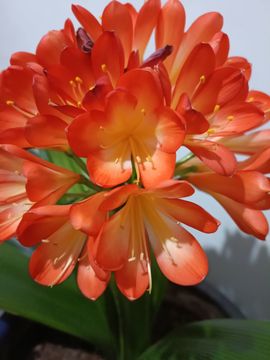 💞阳阳得意💞的图片