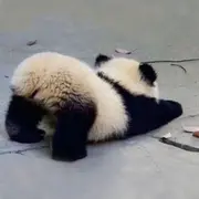 7🐯丶