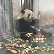 退！退！退