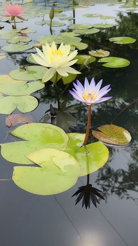 ❤️静心思语❤️的图片