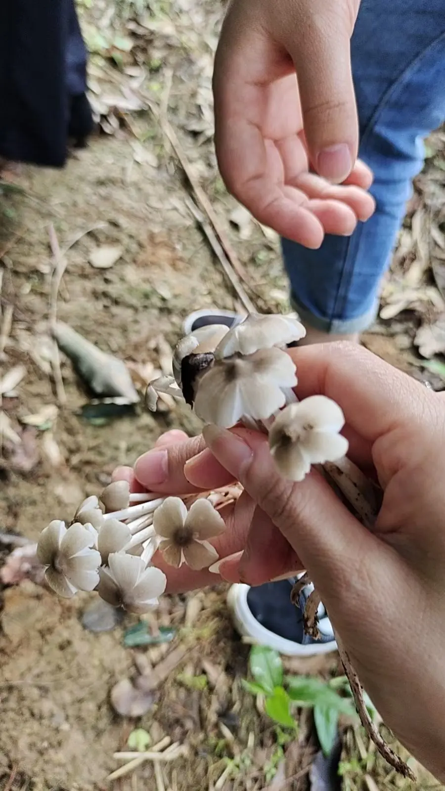 🍀莲花🌸主播图片
