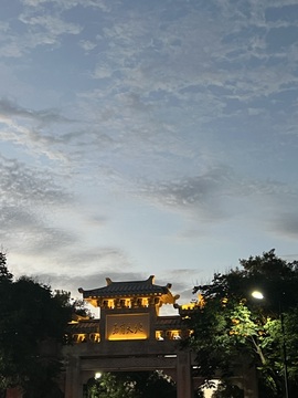 叶子与茶的图片