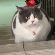 东风重汽555☺
