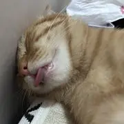领动惠惠