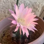 巴黎荅视音声亮