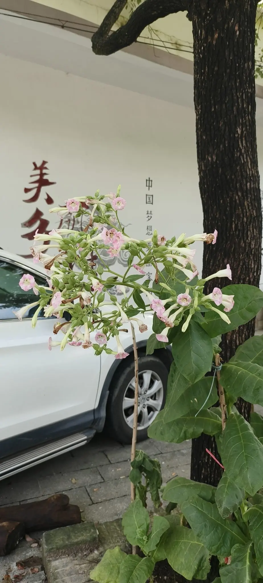 隨風的沙主播图片