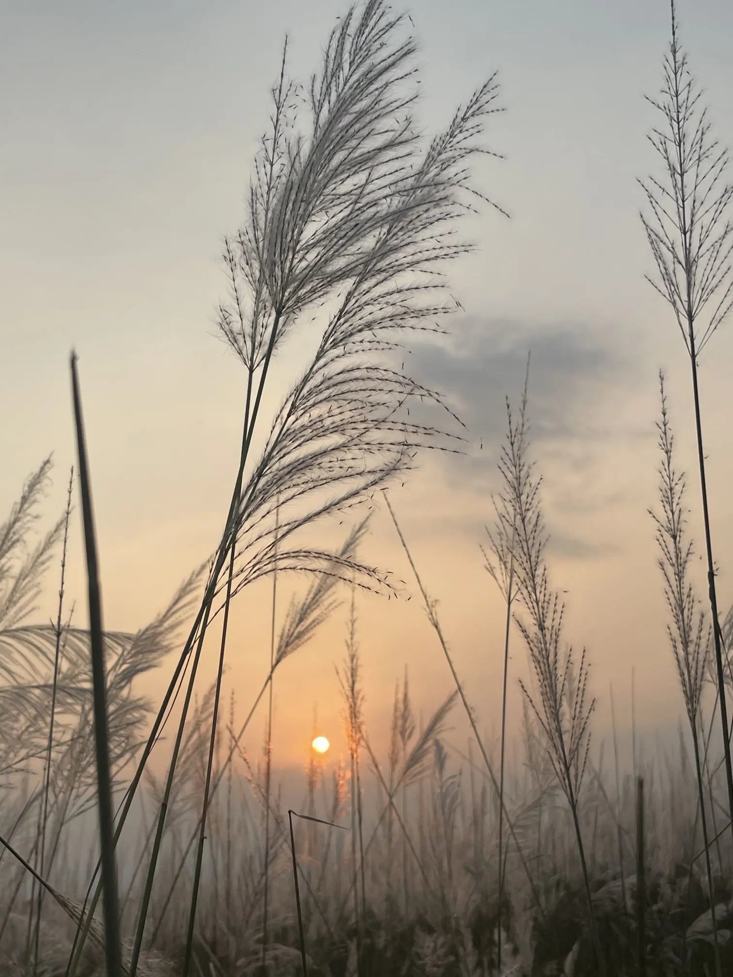 💫损大仙💫主播图片