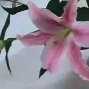 百合♛好运来
