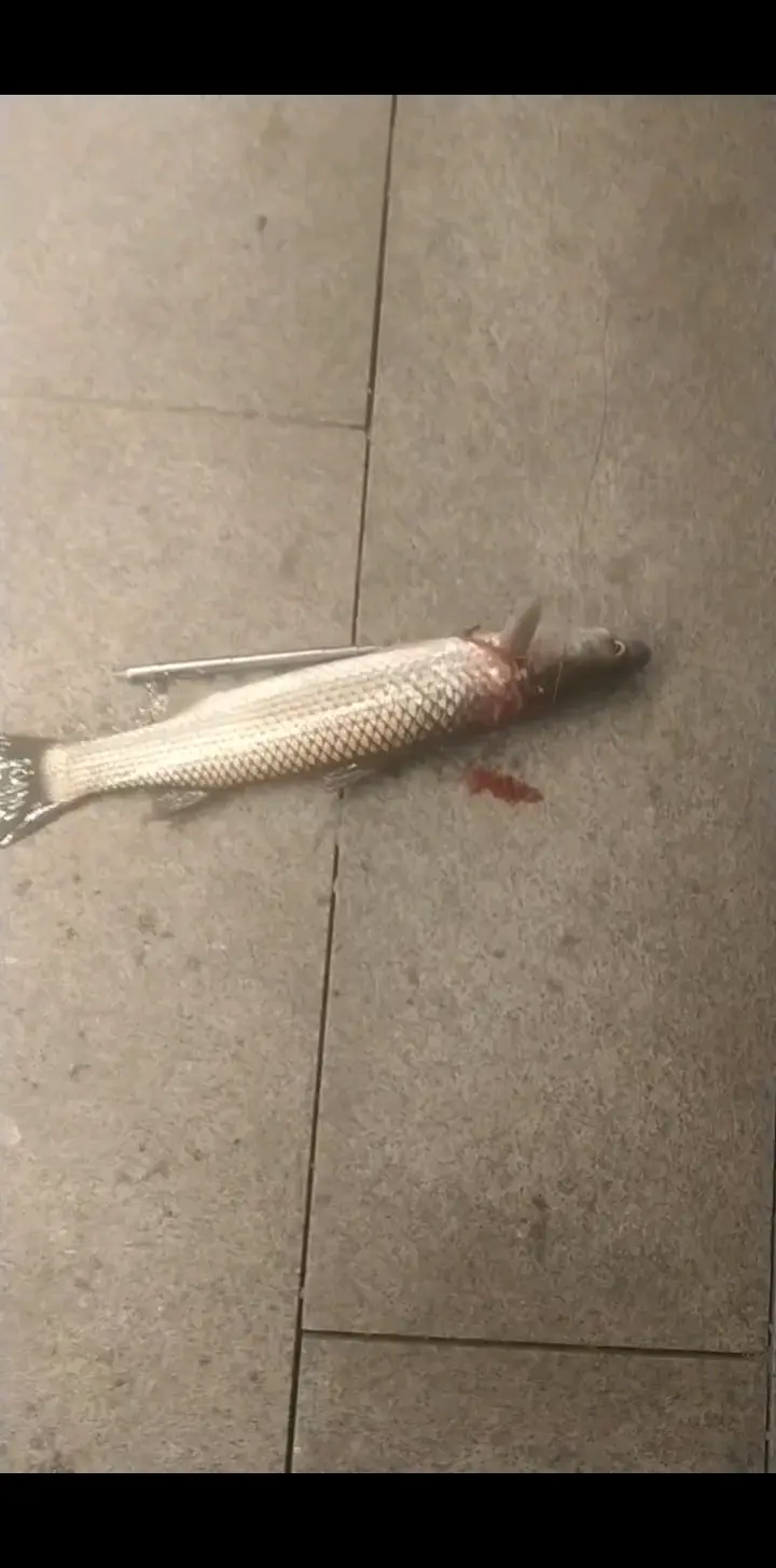 有谁吃海鱼的