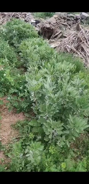 目前就听这声音开心舒