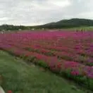 聪明男孩h