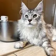 吃貨kitty猫