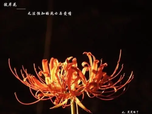 君为红颜醉红颜❤️主播图片
