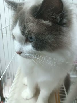 孤独木洋的图片
