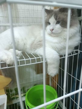 孤独木洋的图片