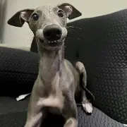 舌忝舌忝舌忝