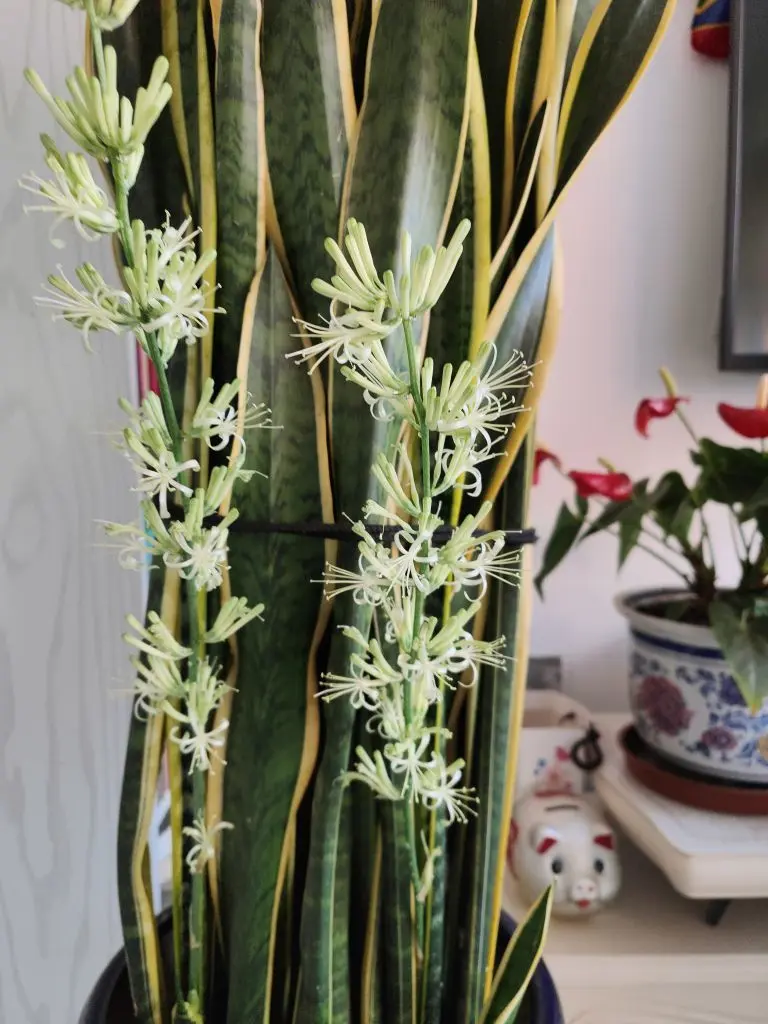 无聊听歌🍀马年好运主播图片