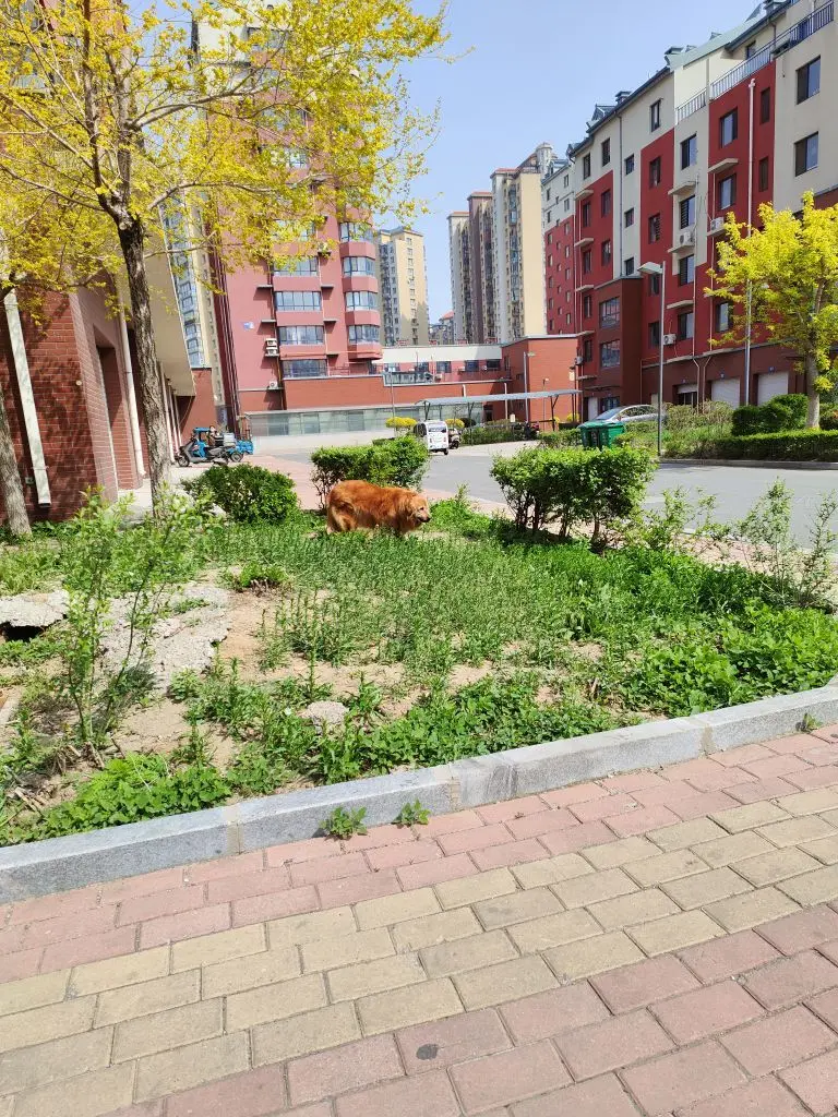 无聊听歌🍀马年好运主播图片