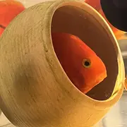 毛豆豆~