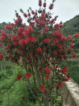 一枚💘糟老頭的图片