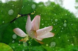 ︶﹌⋛荷边听雨⋚﹌︶的图片