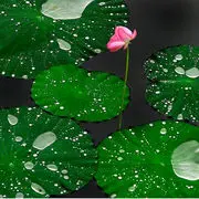︶﹌⋛荷边听雨⋚﹌︶