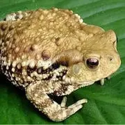 送你一只🐸癞克宝