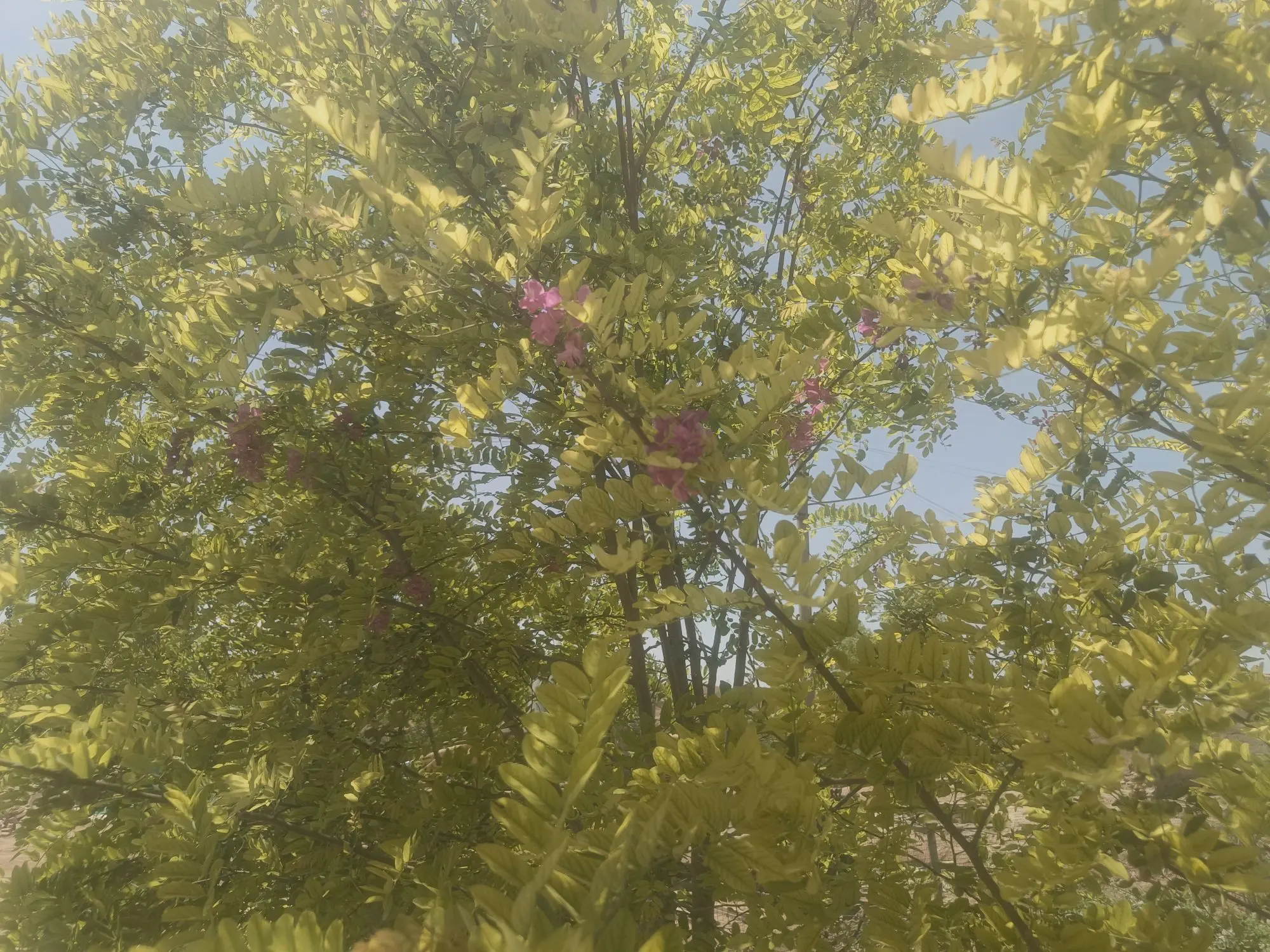 ゛✿洛洛✿的主播照片