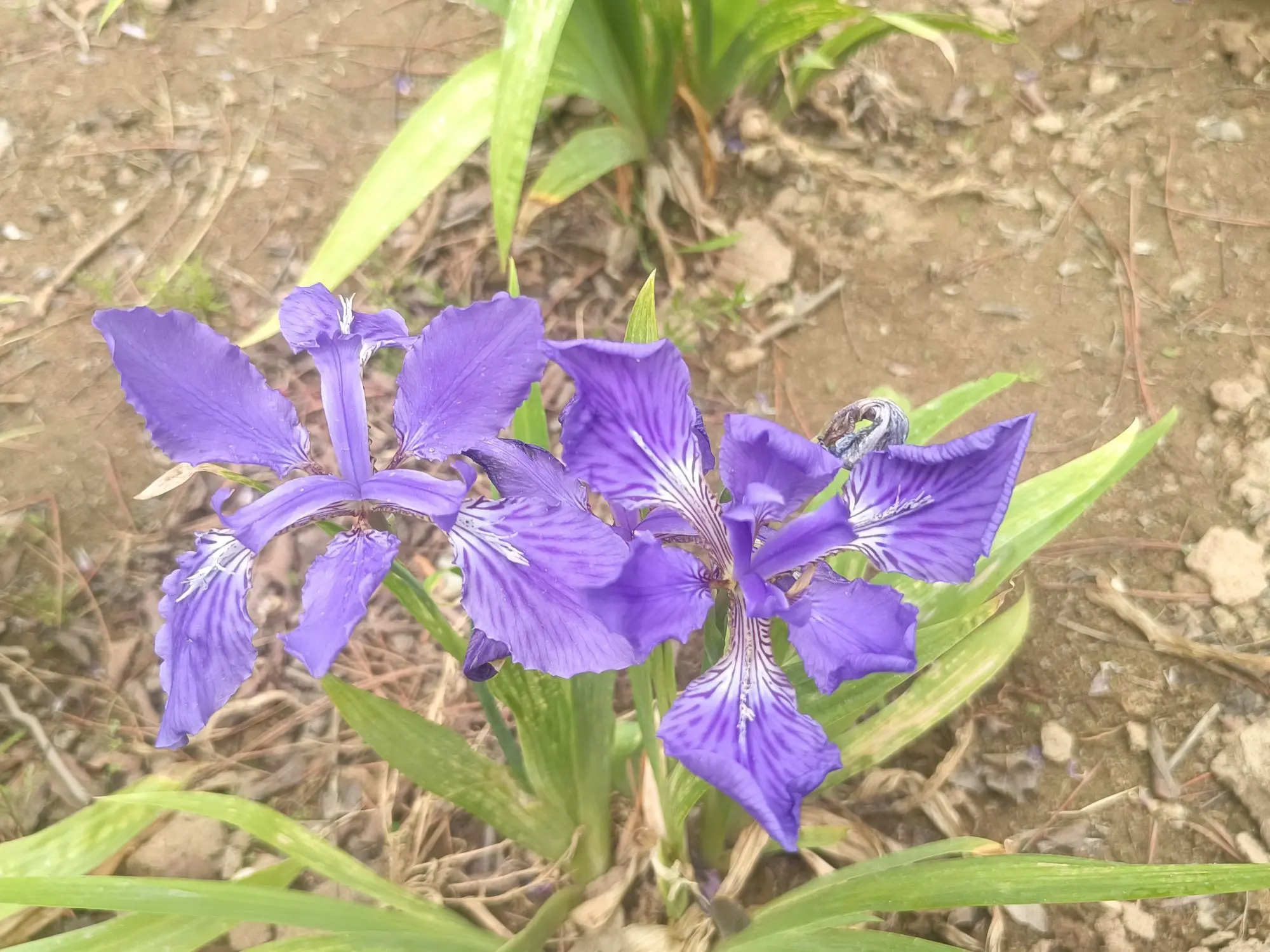 ゛✿洛洛✿的主播照片
