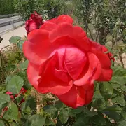 花骨朵神灯