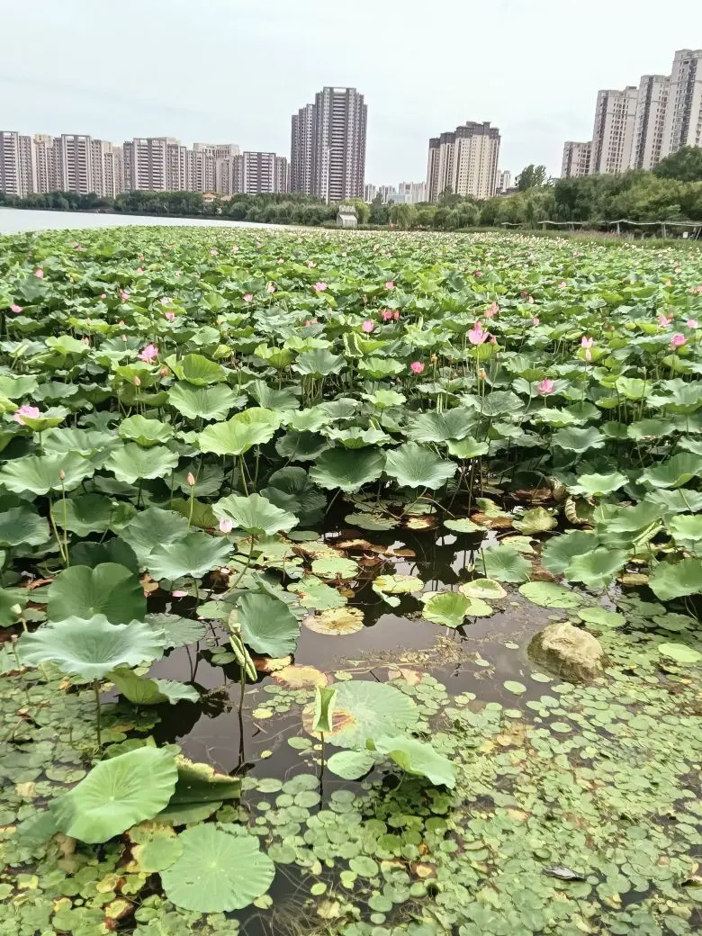 咖啡不懂酒的蕞主播图片