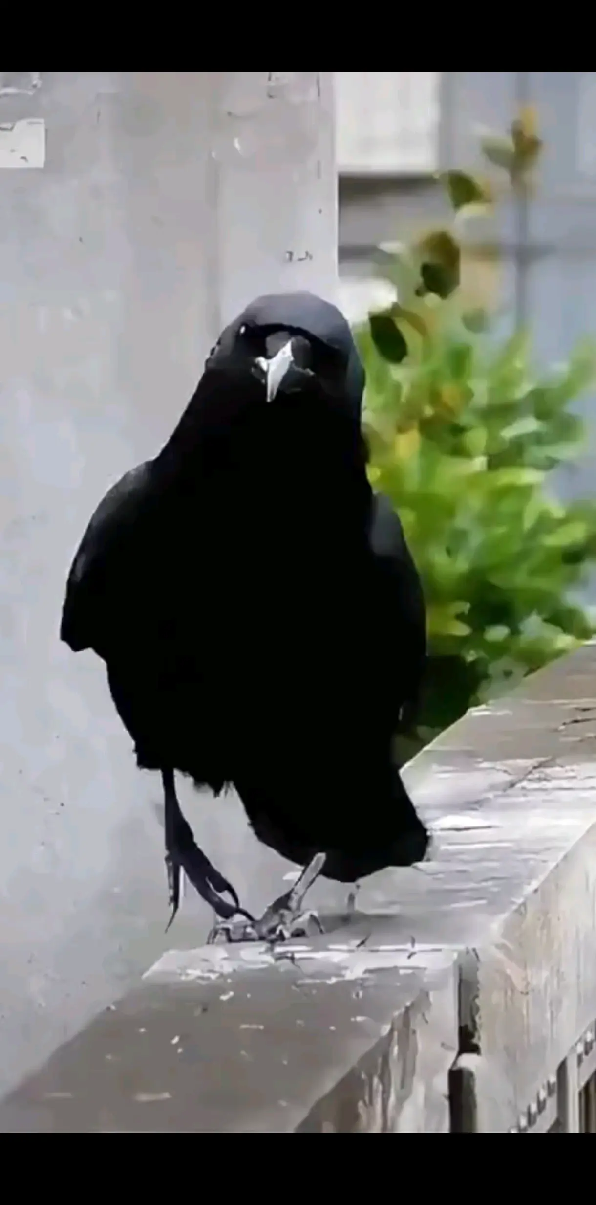 玄鳥