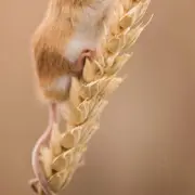 飞狐☜
