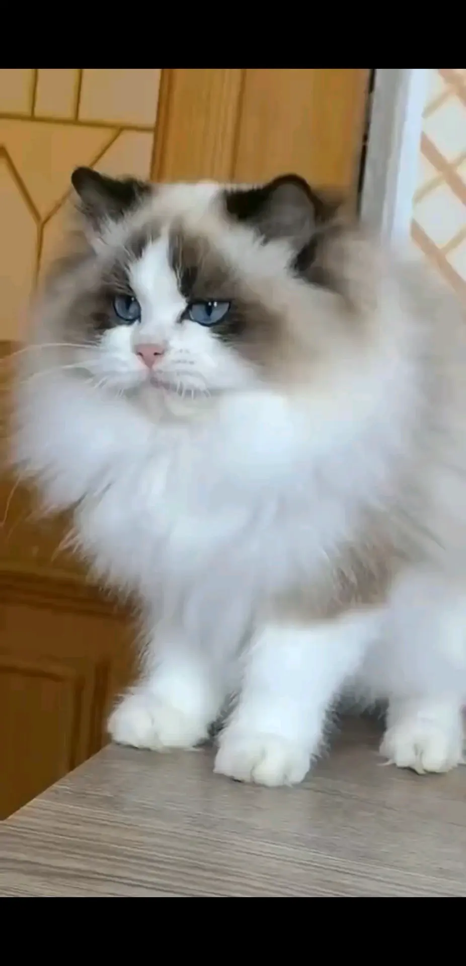 如何走出失去猫咪的伤
