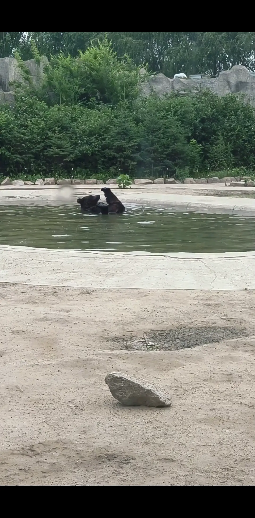 /狂笑夏天去看动物园