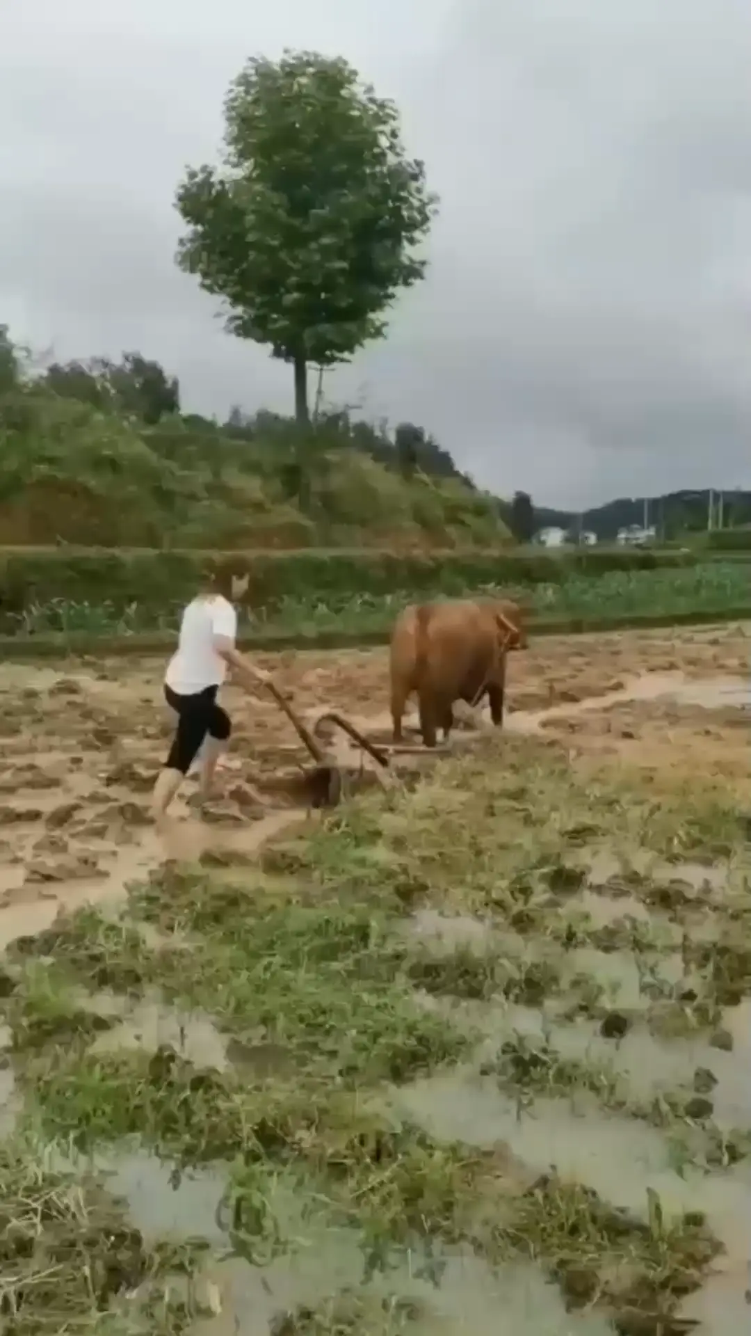 《曲未终人已散》