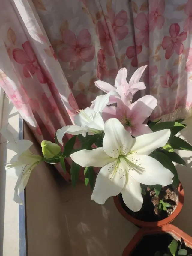 我叫野百合🌱🌱的主播照片
