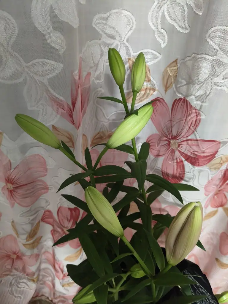 我叫野百合🌱🌱的主播照片