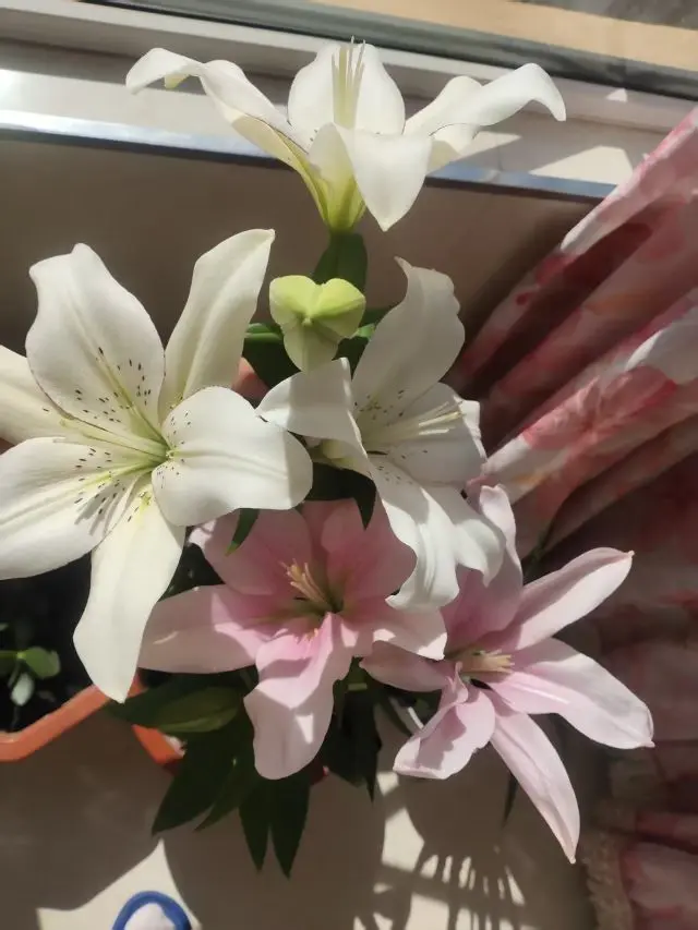 我叫野百合🌱🌱的主播照片
