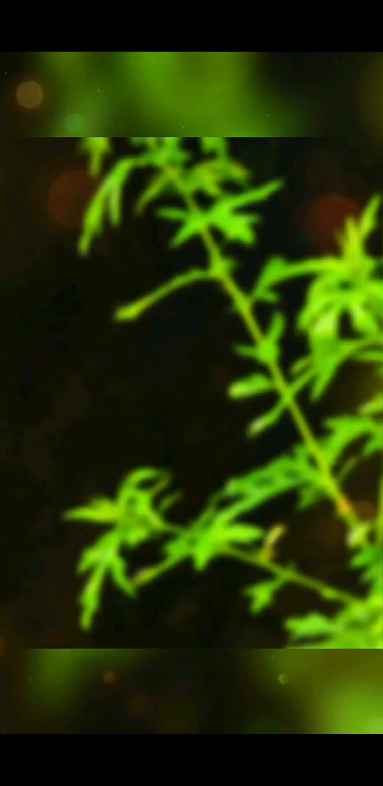 随手拍---果然-美