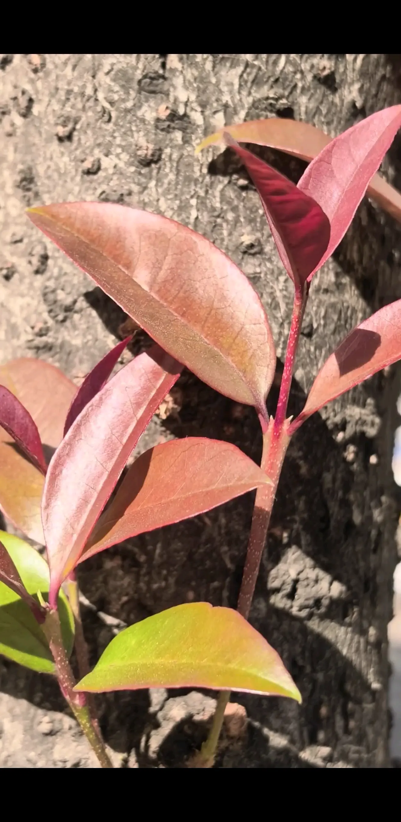 随手拍--微风中的小