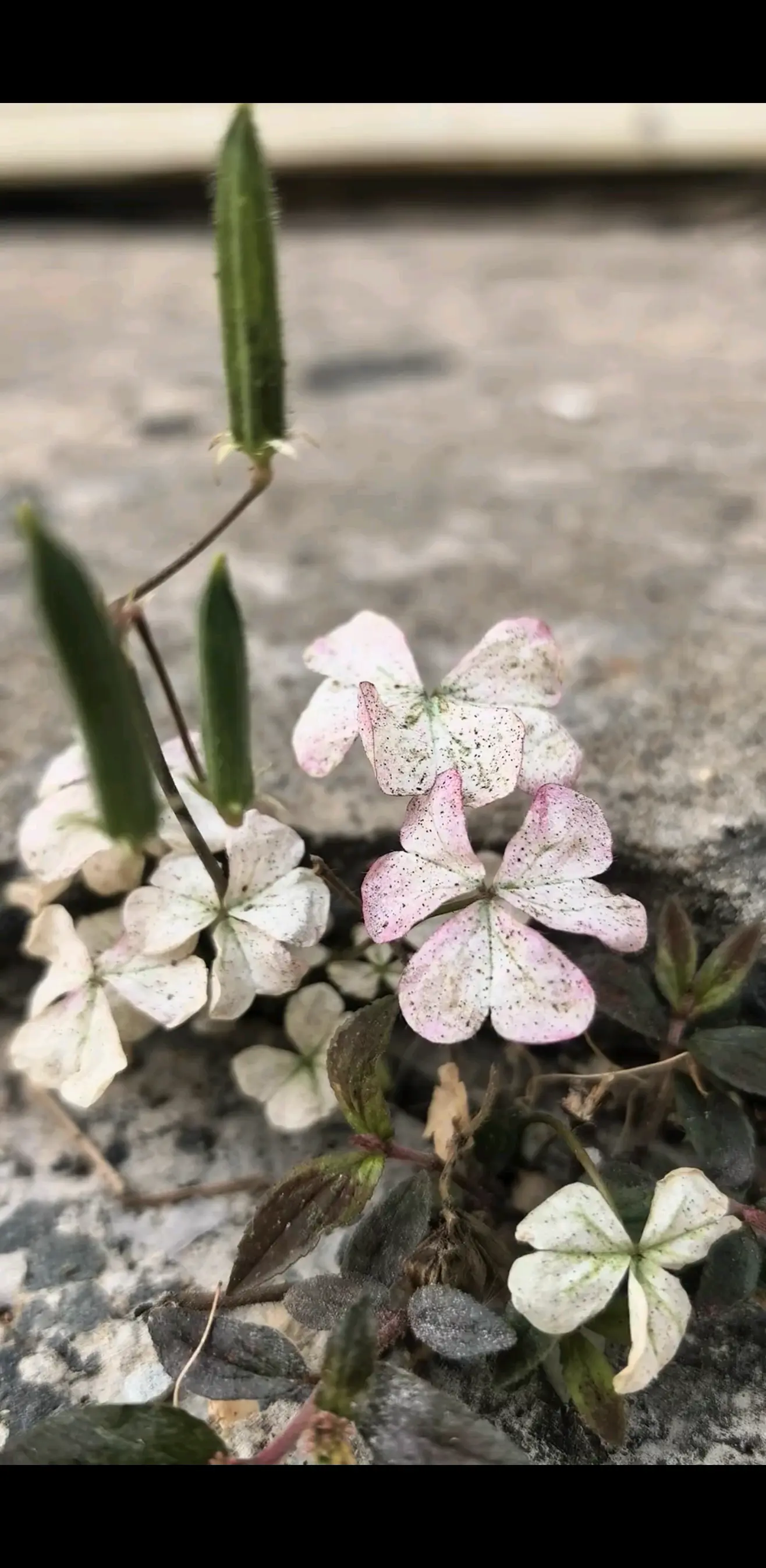 这棵小植物看着像小花