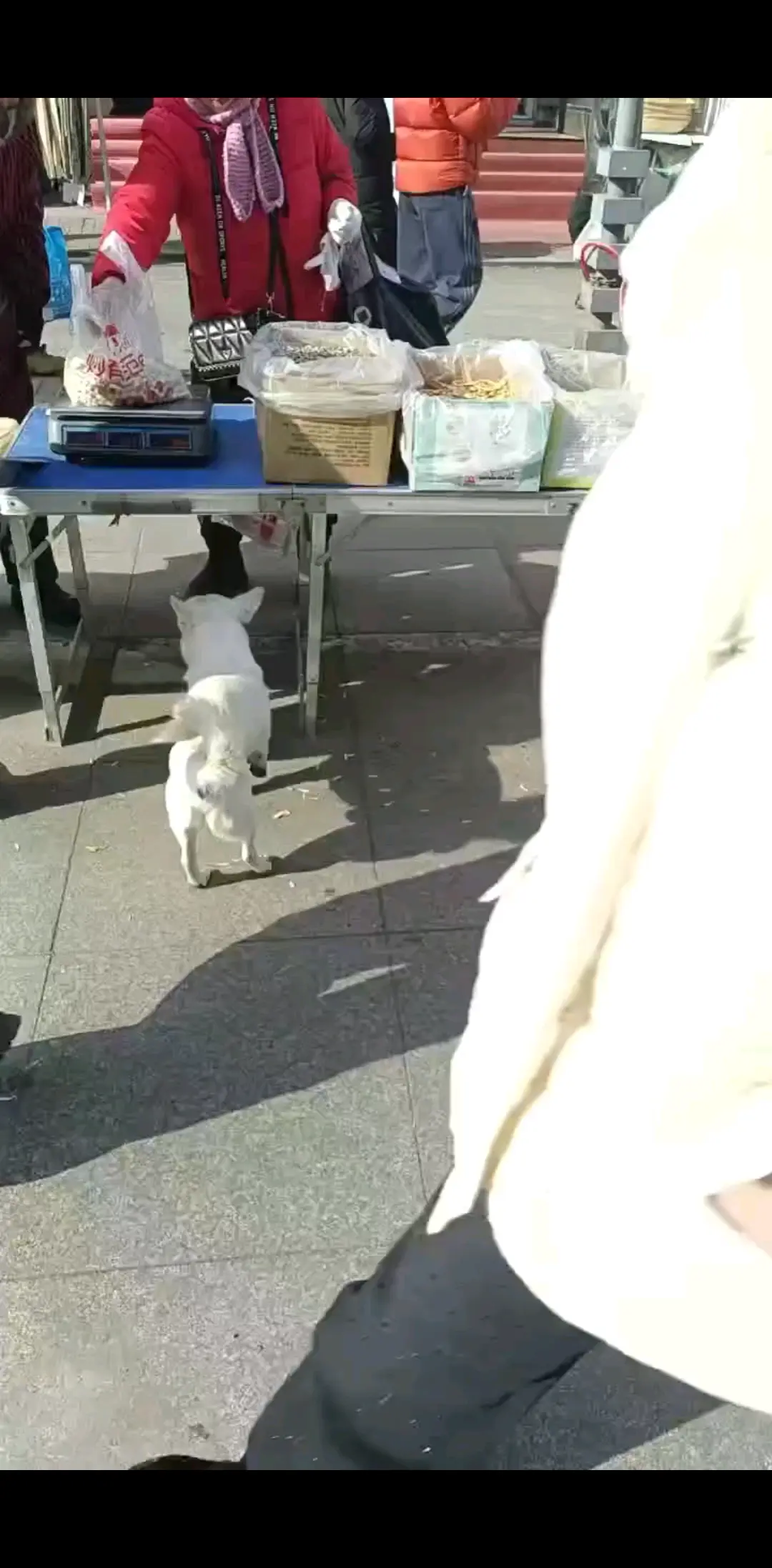 开心的小白
